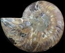 Ammonite Fossil (Half) - Million Years #42517-1